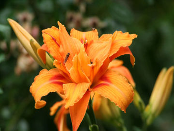 Toon details van Apricot Beauty Afbeeldingen van Apricot Beauty