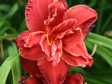 Toon details van Double Firecracker Afbeeldingen van Double Firecracker