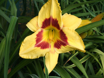 Toon details van King George Afbeeldingen van King George