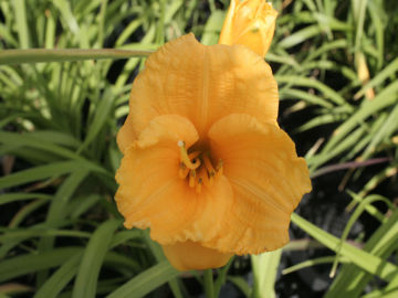 Toon details van Knickknack Afbeeldingen van Knickknack