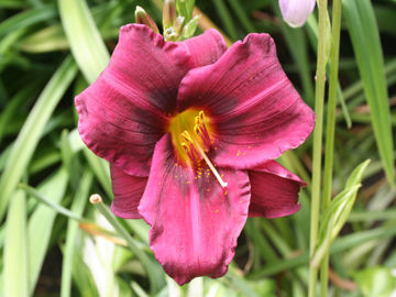 Toon details van Purple Rain Afbeeldingen van Purple Rain