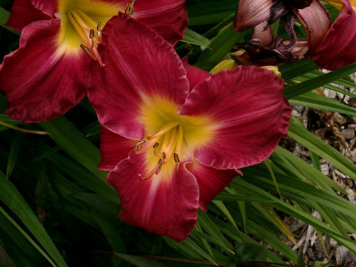 Afbeeldingen van Spits Guionne