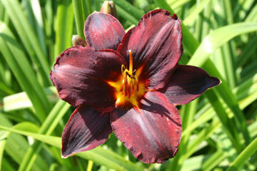 Toon details van Starling Afbeeldingen van Starling