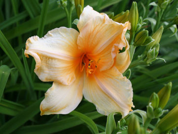 Toon details van Tropical Tangerine Afbeeldingen van Tropical Tangerine