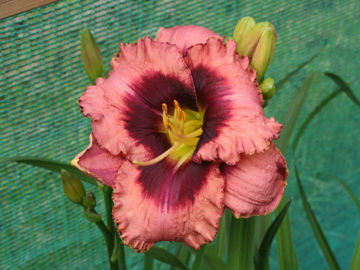 Toon details van Daring Deception Afbeeldingen van Daring Deception