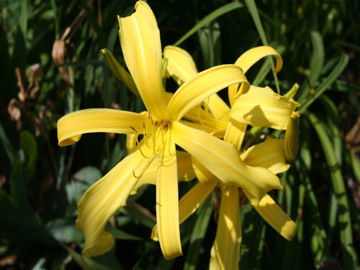 Toon details van Kindly Light Afbeeldingen van Kindly Light