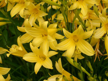 Toon details van Lilioasphodelus Afbeeldingen van Lilioasphodelus