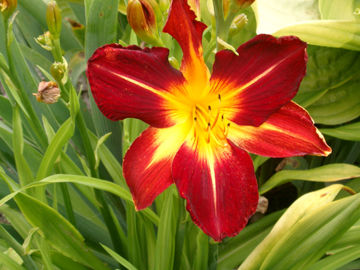 Toon details van Ruby Spider Afbeeldingen van Ruby Spider