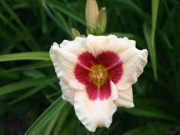 Toon details van Siloam Shocker Afbeeldingen van Siloam Shocker