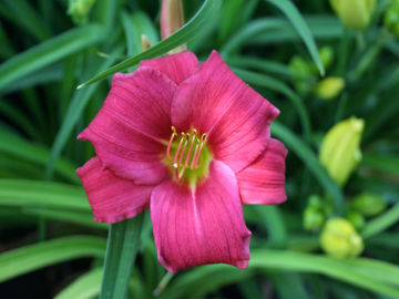 Toon details van Little Business Afbeeldingen van Little Business