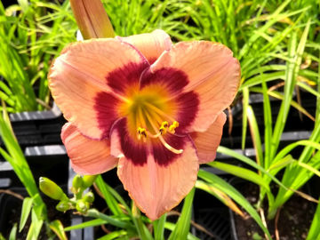 Toon details van Bountiful Candy Afbeeldingen van Bountiful Candy