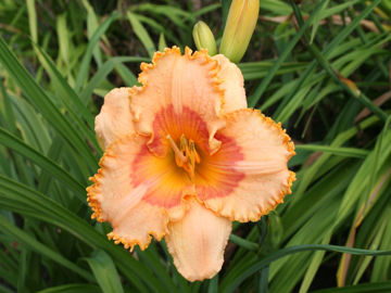 Toon details van Antique Fringe Afbeeldingen van Antique Fringe