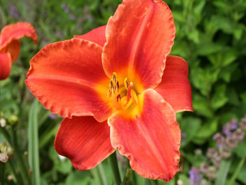 Toon details van Declaration Of Love Afbeeldingen van Declaration Of Love