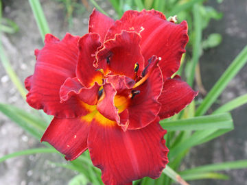 Toon details van Highland Lord Afbeeldingen van Highland Lord