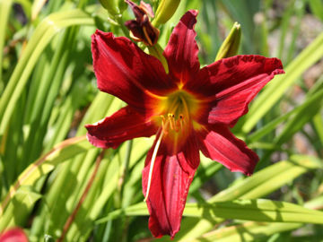 Toon details van King Of Hearts Afbeeldingen van King Of Hearts