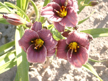 Toon details van Cast A Spell Afbeeldingen van Cast A Spell