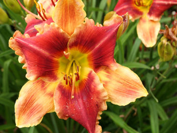 Toon details van Linda Touchstone Afbeeldingen van Linda Touchstone