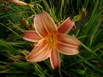 Toon details van Mabel Fuller Afbeeldingen van Mabel Fuller