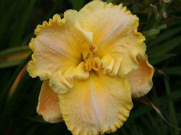 Toon details van Macho Macho Man Afbeeldingen van Macho Macho Man