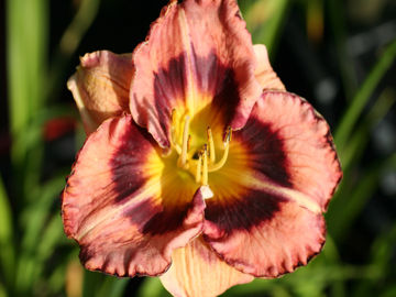 Toon details van Big City Eye Afbeeldingen van Big City Eye