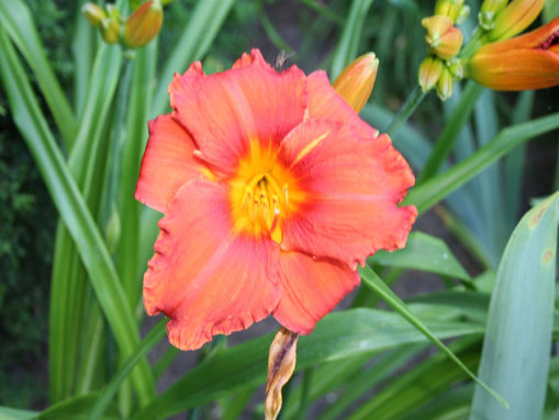 Afbeeldingen van Spits Natalie