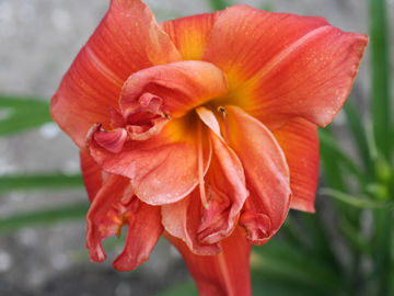 Toon details van Kinchafonee Red Afbeeldingen van Kinchafonee Red