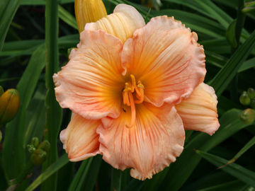 Toon details van Kayleigh Ann Afbeeldingen van Kayleigh Ann