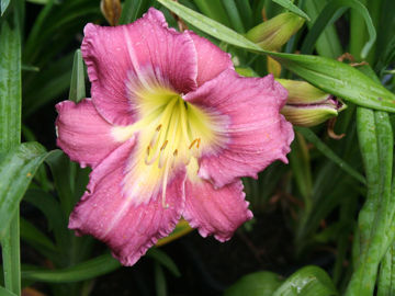 Toon details van Lavender White Eyes Afbeeldingen van Lavender White Eyes