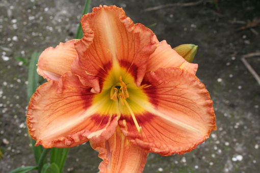 Afbeeldingen van Lambada