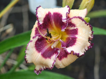 Toon details van Picotee Rippled Ruffles Afbeeldingen van Picotee Rippled Ruffles