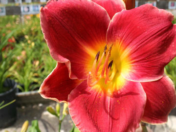 Toon details van Key To My Heart Afbeeldingen van Key To My Heart