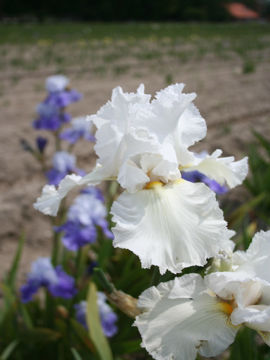 Toon details van Lacy Snowflake Afbeeldingen van Lacy Snowflake