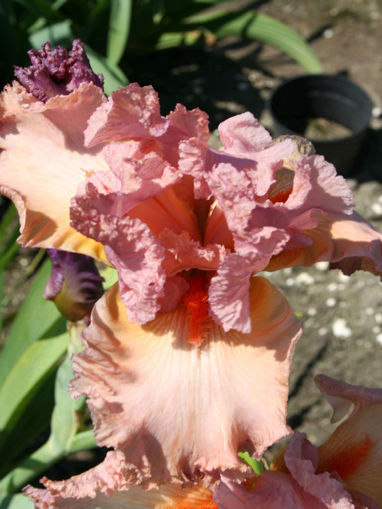 Afbeeldingen van My Valentine