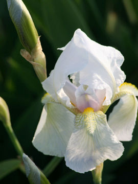 Toon details van Florentina Alba Afbeeldingen van Florentina Alba