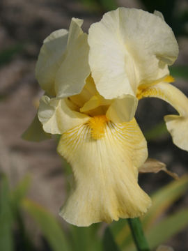 Toon details van Florida Afbeeldingen van Florida