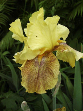 Toon details van Desert Echo Afbeeldingen van Desert Echo