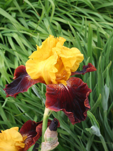 Afbeeldingen van Taco Supreme