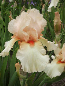 Toon details van Kimzey Afbeeldingen van Kimzey