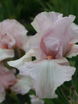 Toon details van Cherished Afbeeldingen van Cherished