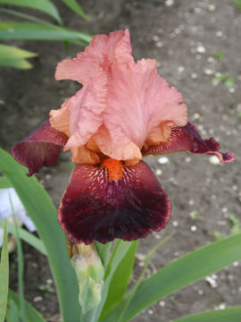 Toon details van Cimarron Strip Afbeeldingen van Cimarron Strip