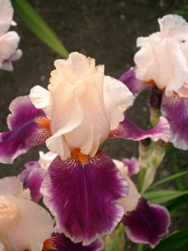 Toon details van Christmas Carol Afbeeldingen van Christmas Carol