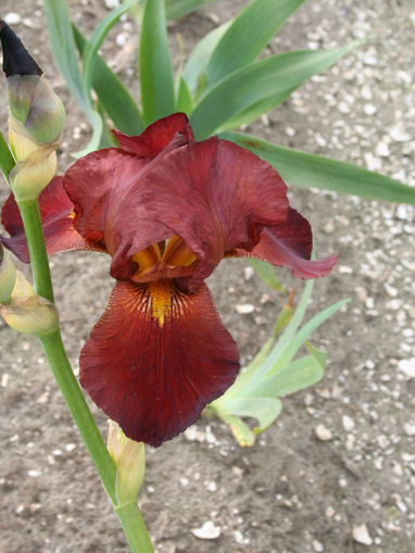 Afbeeldingen van Fire Magic