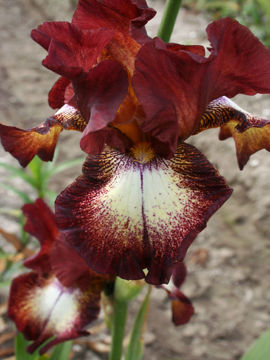 Toon details van Stop The Musik Afbeeldingen van Stop The Musik