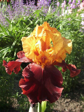 Toon details van Supreme Sultan Afbeeldingen van Supreme Sultan