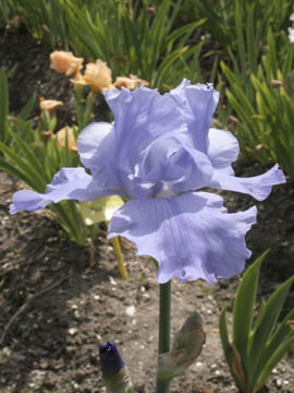 Toon details van Eve Afbeeldingen van Eve