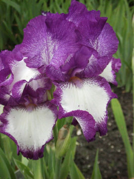 Toon details van Cozy Calico Afbeeldingen van Cozy Calico