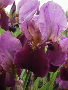 Toon details van Cameroun Afbeeldingen van Cameroun