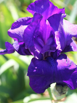 Toon details van Matinata Afbeeldingen van Matinata