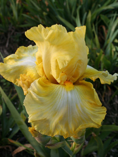 Afbeeldingen van Dream Affair