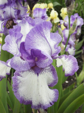 Toon details van Kissing Circle Afbeeldingen van Kissing Circle